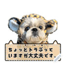 シーズー犬てんぽ メッセージスタンプ（個別スタンプ：1）