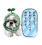 シーズー犬てんぽ メッセージスタンプ（個別スタンプ：3）