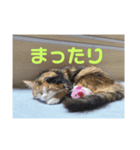 愛猫マカちゃん（個別スタンプ：8）