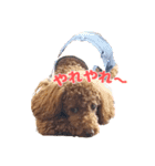 トイプードルのコットちゃん（個別スタンプ：2）