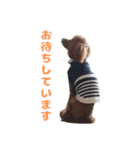 トイプードルのコットちゃん（個別スタンプ：4）