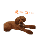トイプードルのコットちゃん（個別スタンプ：5）