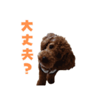 トイプードルのコットちゃん（個別スタンプ：14）