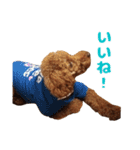 トイプードルのコットちゃん（個別スタンプ：15）