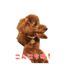 トイプードルのコットちゃん（個別スタンプ：16）