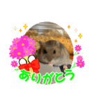 床の間ハムスターぴの子3〜感謝編〜（個別スタンプ：2）