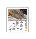 床の間ハムスターぴの子3〜感謝編〜（個別スタンプ：6）