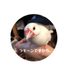 Zapper＆Rosie（個別スタンプ：8）