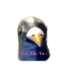 馬リリン、ハトペックス（個別スタンプ：10）