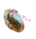 クワガタ 実写版 ①（個別スタンプ：3）