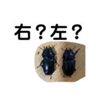クワガタ 実写版 ①（個別スタンプ：7）