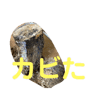 クワガタ 実写版 ①（個別スタンプ：16）