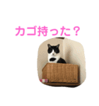わんにゃん②.（個別スタンプ：1）