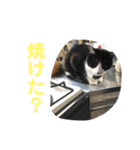 わんにゃん②.（個別スタンプ：2）