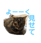 わんにゃん②.（個別スタンプ：3）