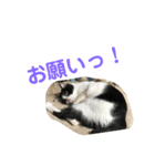 わんにゃん②.（個別スタンプ：5）