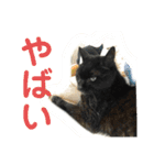 わんにゃん②.（個別スタンプ：6）