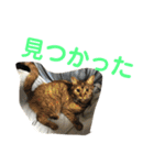 わんにゃん②.（個別スタンプ：7）