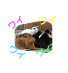わんにゃん②.（個別スタンプ：9）