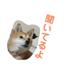 わんにゃん②.（個別スタンプ：10）