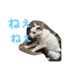 わんにゃん②.（個別スタンプ：12）