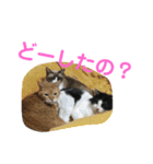 わんにゃん②.（個別スタンプ：13）