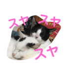 わんにゃん②.（個別スタンプ：14）