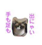 わんにゃん②.（個別スタンプ：16）