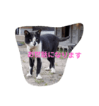 猫の言葉2（個別スタンプ：1）