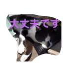 猫の言葉2（個別スタンプ：8）