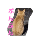 猫の言葉2（個別スタンプ：11）