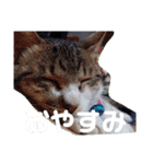 猫の言葉2（個別スタンプ：15）