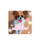 パピヨンすたんぷ♡（個別スタンプ：1）