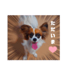 パピヨンすたんぷ♡（個別スタンプ：5）