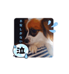 パピヨンすたんぷ♡（個別スタンプ：9）