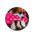 パピヨンすたんぷ♡（個別スタンプ：10）