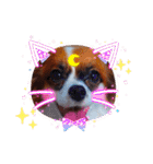 パピヨンすたんぷ♡（個別スタンプ：13）