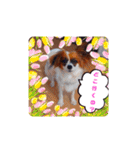 パピヨンすたんぷ♡（個別スタンプ：15）