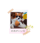 パピヨンすたんぷ♡（個別スタンプ：19）