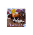 パピヨンすたんぷ♡（個別スタンプ：23）