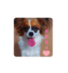 パピヨンすたんぷ♡（個別スタンプ：26）