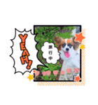パピヨンすたんぷ♡（個別スタンプ：28）