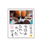 パピヨンすたんぷ♡（個別スタンプ：30）