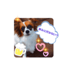 パピヨンすたんぷ♡（個別スタンプ：35）