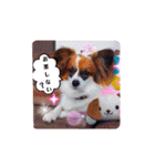 パピヨンすたんぷ♡（個別スタンプ：36）