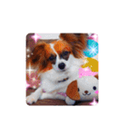 パピヨンすたんぷ♡（個別スタンプ：39）