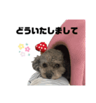 ふくちゃん＆ビリー②（個別スタンプ：12）