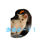 ごまこの日常（個別スタンプ：1）