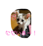ごまこの日常（個別スタンプ：4）
