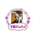ごまこの日常（個別スタンプ：5）